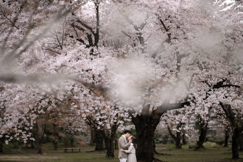 The couple stand small beneath a vast cherry tree in full bloom in Hirosaki Park as petals drift through the air.