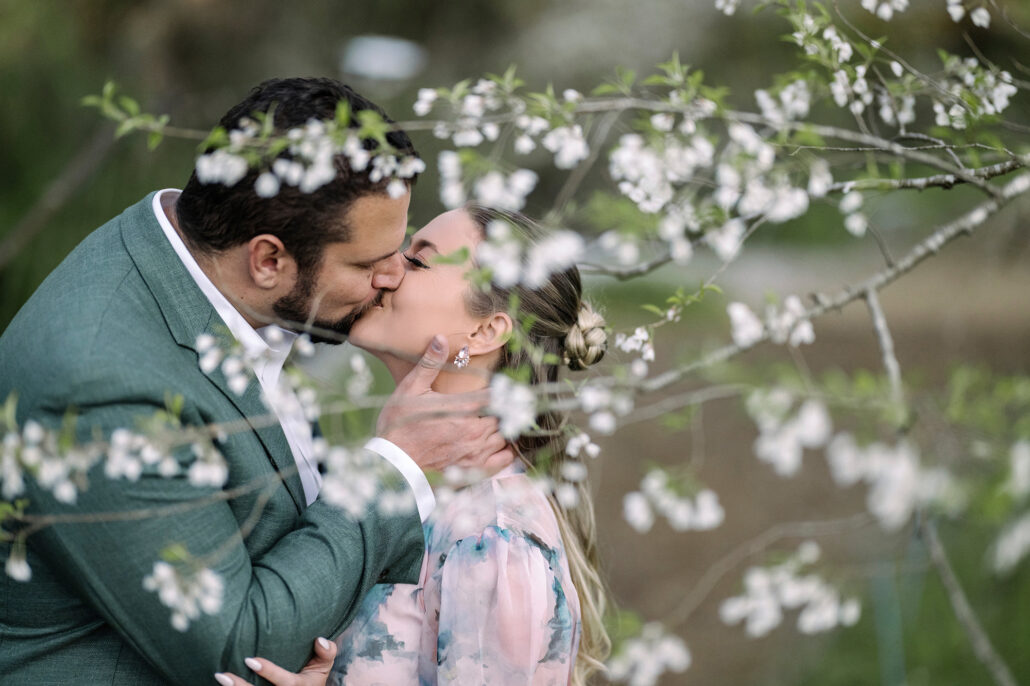 The couple kiss behind a branch of white cherry blossom in spring in Japan.
