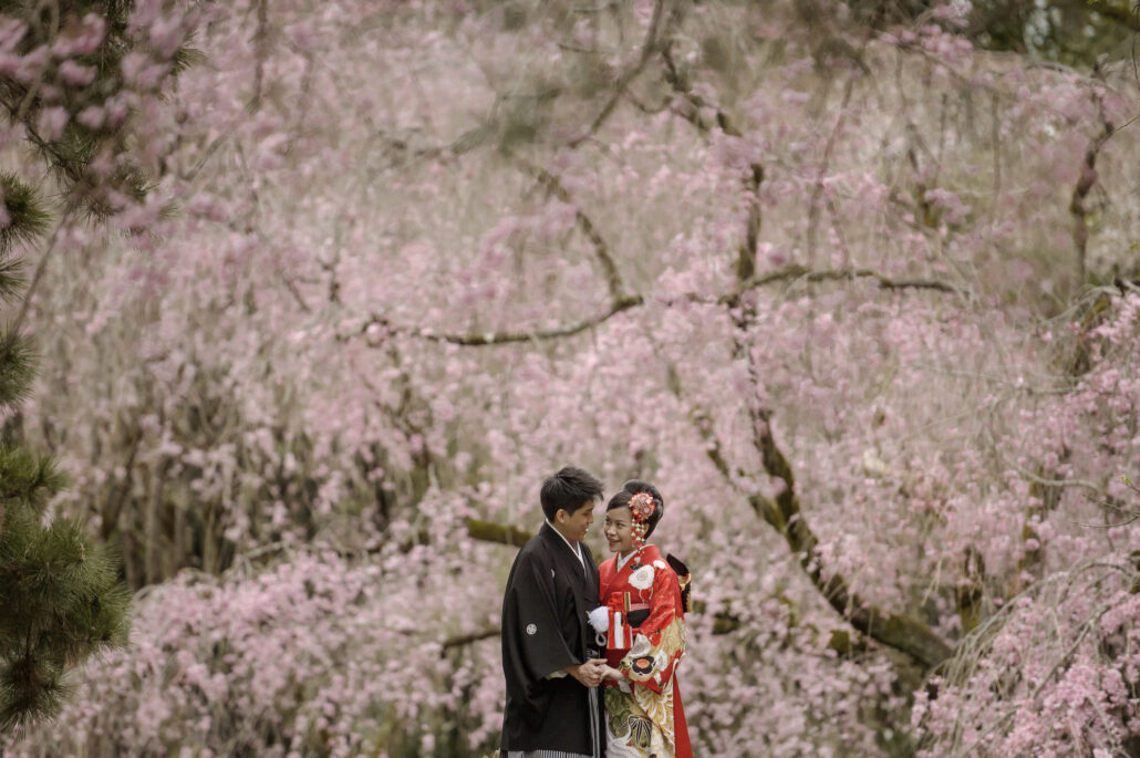 A couple in wedding kimono stand beneath a weeping cherry in full bloom in a quiet corner of Kyoto, the bride in red.
