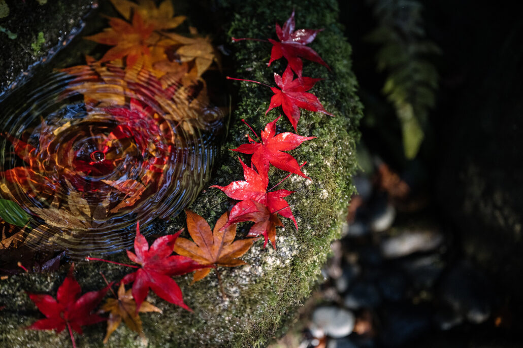 Red maple leaves on the moss and still water of a stone basin in a Kyoto garden in autumn.