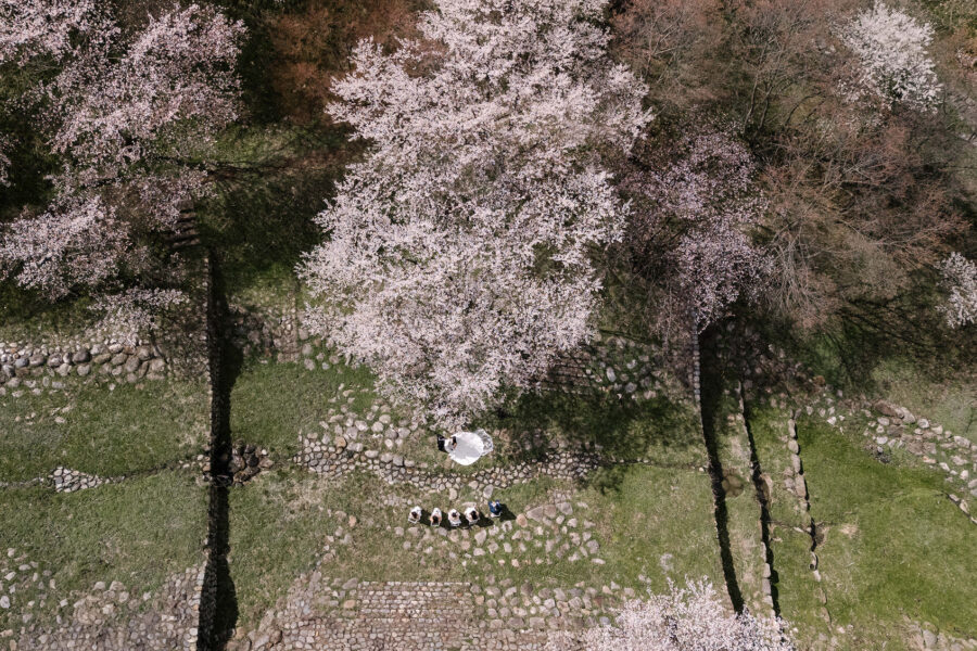 A drone looks down on the intimate wedding ceremony beneath a cherry tree in full bloom, guests seated on the stone terraces in Nagano.
