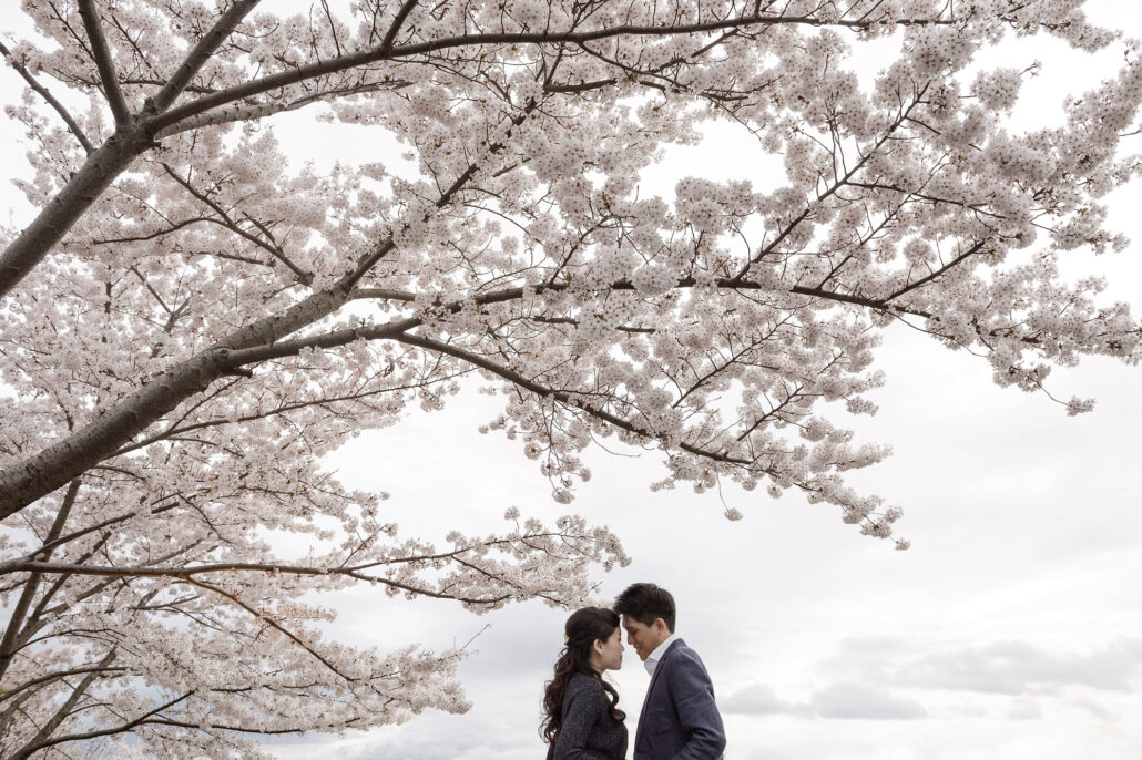 A couple stand close beneath a canopy of white cherry blossom in Kyoto, a quiet spring wedding portrait away from the crowds.
