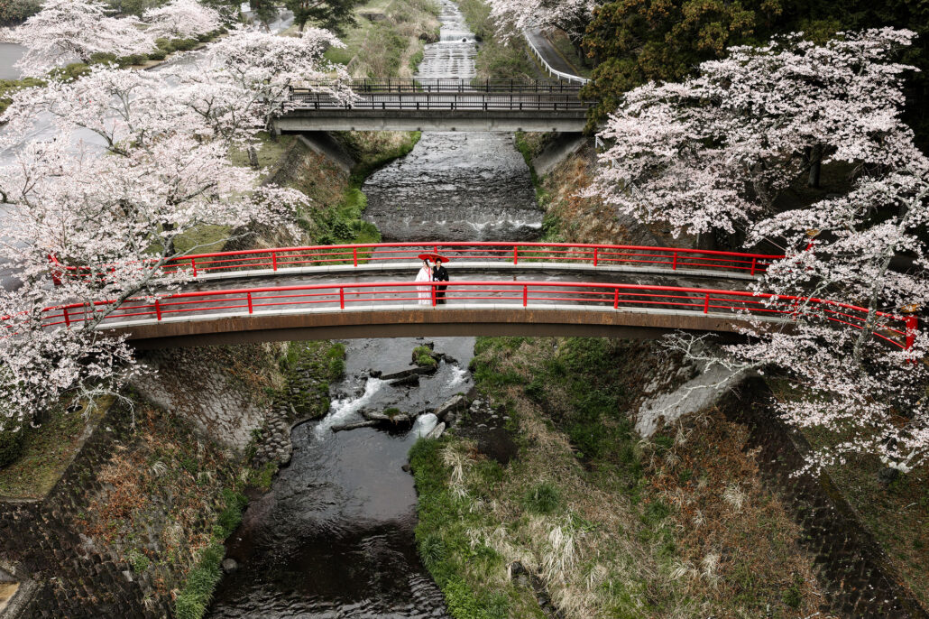 From above, a red bridge crosses a stream lined with cherry trees in full bloom at a temple near Mt Fuji, the couple small beneath a red umbrella.