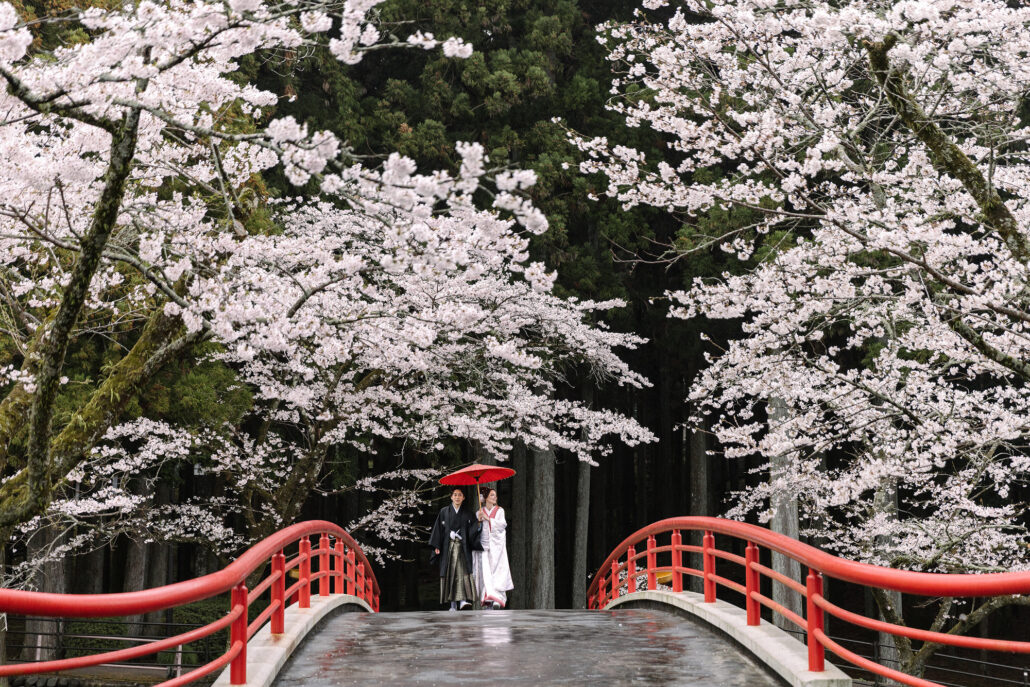 The couple stand under a red umbrella at the far end of a rain-wet red bridge, cherry blossom heavy overhead, at a temple near Mt Fuji.