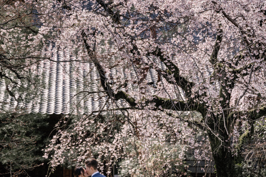 Beneath a great weeping cherry in early bloom, the couple kiss on the stone paving of a quiet shrine garden in Kawagoe during their elopement.